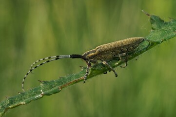 Adorable Agapanthia villosoviridescens (Pararge aegeria) standing on the leaf in closeup