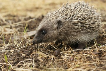 Closeup on a European hedgehog juvenile, Erinaceus europaeus in the garden