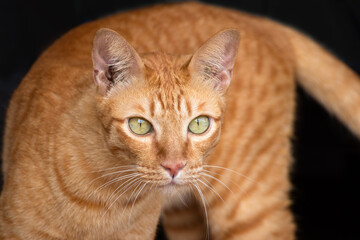 Cute orange cat lying on the black background.full face
