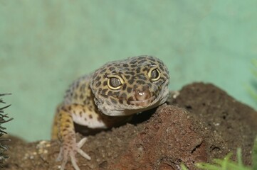 Closeup on the head of a common leopard gecko , Eublepharis macularius in a terrarium