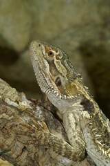 Vertical shot of a Central bearded dragon on wood with a blurry background