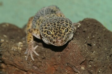 Closeup of a leopard gecko on rocks under the lights with a blurry background
