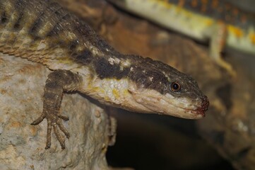 Closeup of an East African spiny-tailed lizard on rocks in a zoo with a blurry background