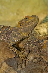 Vertical shot of a painted dragon on rocks in a zoo under the lights