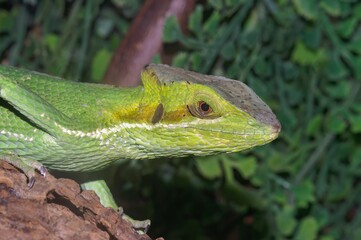 Closeup of an Eastern casquehead iguana on a rock in a zoo with a blurry background