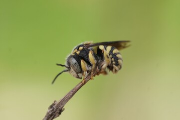 Closeup of a European rotund-resin bee on a branch in a field with a blurry background