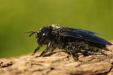 A large black carpenter bee on wood in a field under the sunlight with a blurry background