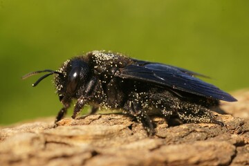 Closeup of  Xylocopa violacea bee perching on wood