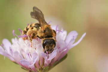 Selective focus shot of a bee on a flower
