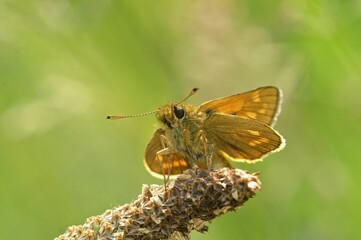 Closeup of a large skipper, Ochlodes sylvanus against the blurry green background.