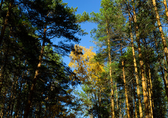 Yellow leaves of birch top in the middle of green pines