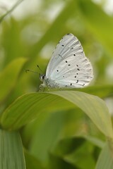 Macro shot of a holly blue butterfly on a green leaf