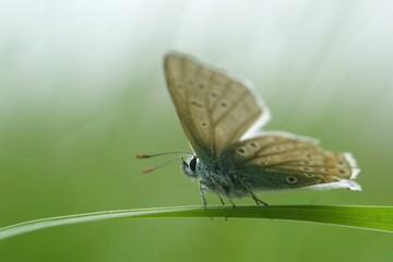Closeup shot of an Icarus blue butterfly on a green plant