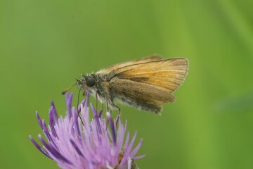 Obraz premium Closeup shot of a Essex skipper butterfly