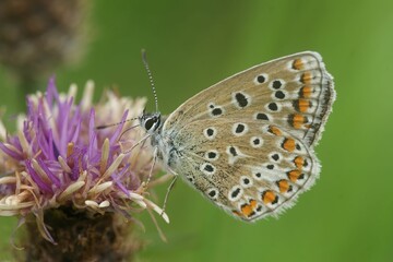 Common blue butterfly (Polyommatus icarus) perched on flower