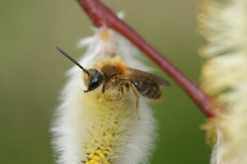 Closeup on a fluffy male Orange tailed mining bee, Andrena haemorrhoa, sitting on a Willow