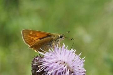 Closeup of a Ochlodes sylvanus - European large skipper butterfly