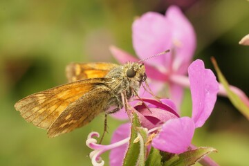 Closeup on a Large skipper butterfly, Ochlodes sylvanus, sitting on a pink flower