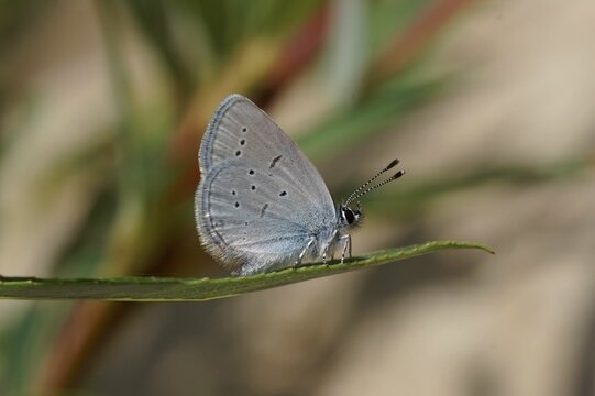 Macro shot of a Mediterranean Small Blue sitting on a green leaf on an isolated background © Henk Wallays/Wirestock Creators