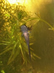 Vertical shot of a marbled salamander (Ambystoma opacum) swimming in the aquarium
