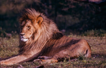 African lion portrait