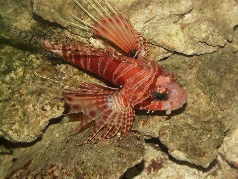 Closeup of dwarf lionfish in its natural habitat