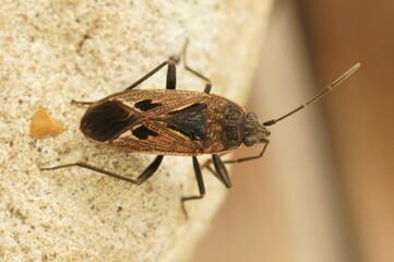 Closeup of Graptopeltus lynceus in the blurred background