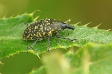 Closeup of true weevil (Larinus turbinatus) on a green plant