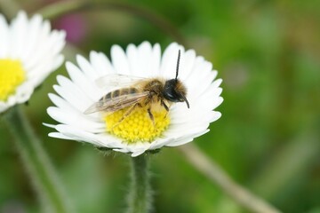 Closeup on a cute female yellow legged mining bee, Andrena flaipes, sitting on a white flower