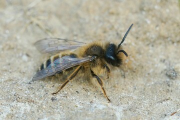 Closeup on a male Yellow legged mining bee, Andrena flavipes, walking on the ground