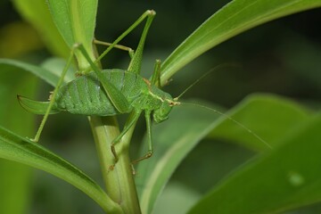 Green speckled bush cricket (Leptophyes punctatissima) resting on a plant on the blurred background