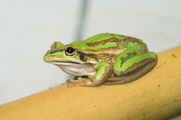 Closeup shot of a Golden bell frog (Litoria aurea) resting on the blurred background