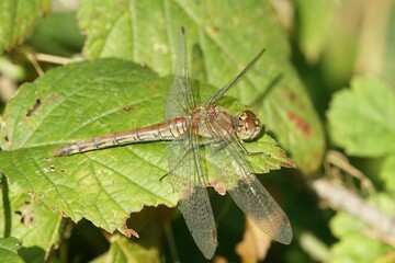 Common darter dragonfly (Sympetrum striolatum) resting on a tree branch on a sunny day