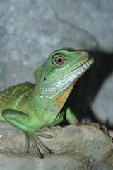 Closeup on a Chinese water dragon, Physignathus cocincinus, sitting in a terrarium