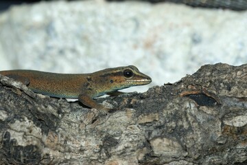 A closeup on the critically endangered turquoise Williams Electr