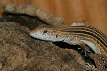 Closeup of six -striped longtailed Asian grass lizard,Takydromus sexlineatus in a terrarium