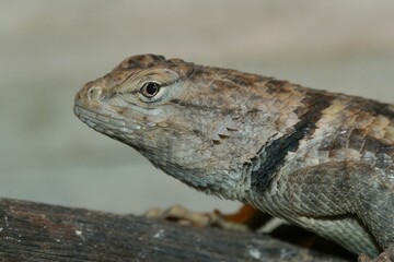 Closeup on the head of a Sonoran Desert Spiny lizard, Sceloporus magister