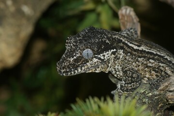 Closeup of the head of a gargoyle gecko or New Caledonian bumpy gecko, Rhacodactylus auriculatus