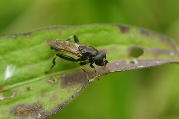 Closeup on the Orange-belted Leaf Licker hoverfly, Xylota segnis, sitting on a leaf