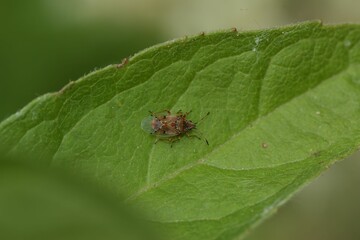 Closeup on the small birch catkin bug , Kleidocerys resedae, sitting on a green leaf