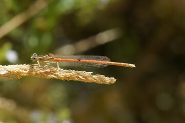 Shallow focus side view of Orange Featherleg on a plant on blur background