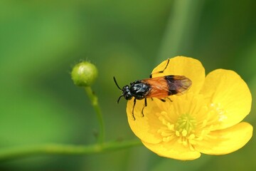 Beautiful view of Arge cyanocrocea on the yellow flower