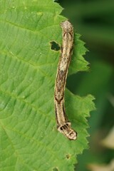 Closeup of a Ectropis crepuscularia on the green leaf