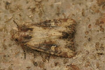 Closeup of a Common rustic (Mesapamea secalis) moth