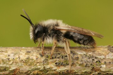 Macro shot of a grey mining bee on a wood branch, with yellow background