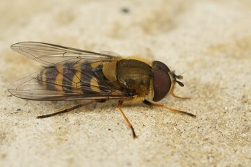 Closeup shot of a Syrphus torvus bee with a striped body, on the sandy ground