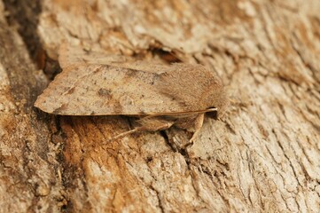Closeup shot of a Orthosia incerta on a wood