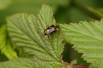 Closeup shot of a common nettle capsid bug, Liocoris tripustulatus, on a green leaf in the garden