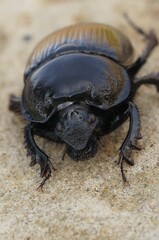 Vertical macro shot of a black Minotaur beetle sitting on the sand on an isolated background