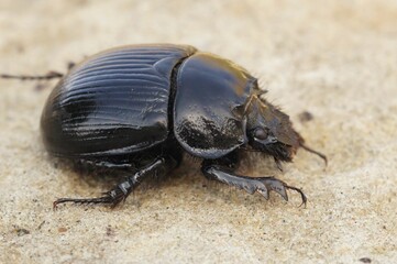 Closeup shot of a Minotaur beetle with a shiny body, on the sandy ground